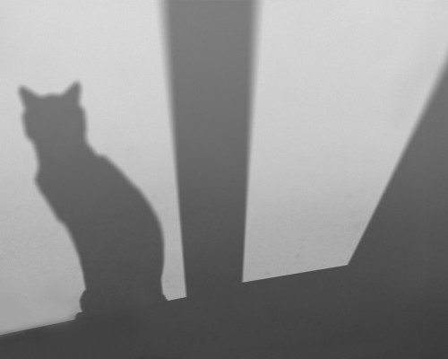 Im Spiel von Licht und Schatten